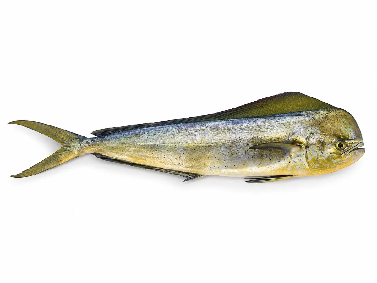 Coryphaena hippurus, Mahi-mahi